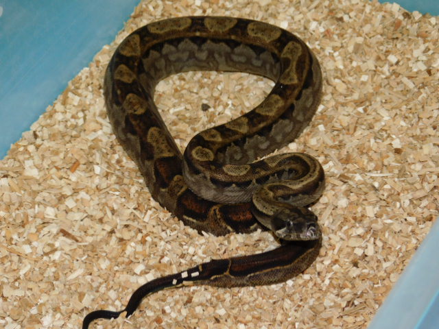 Motley Het Bea Male #4 (4).JPG