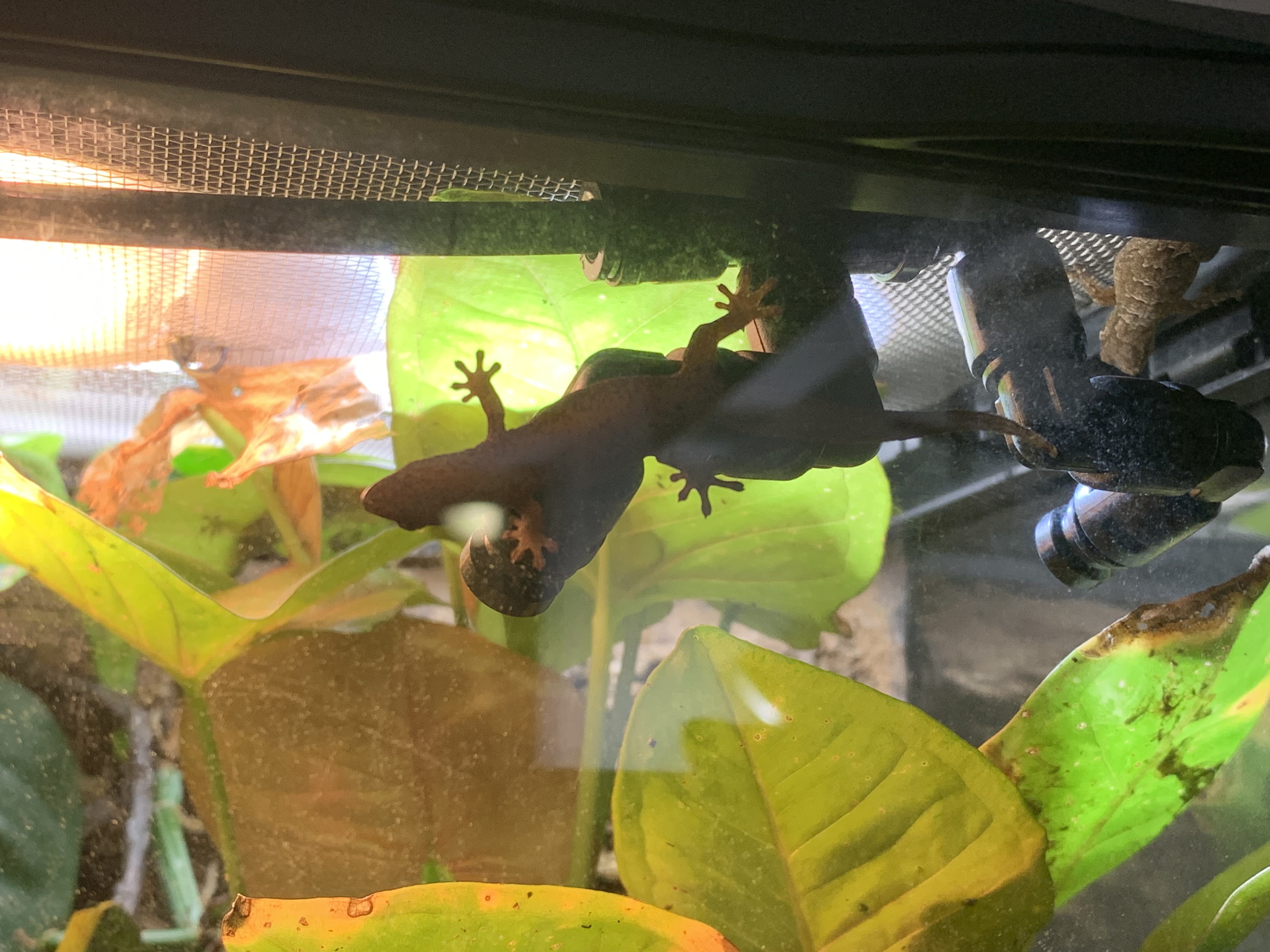 Mourning geckos.jpeg