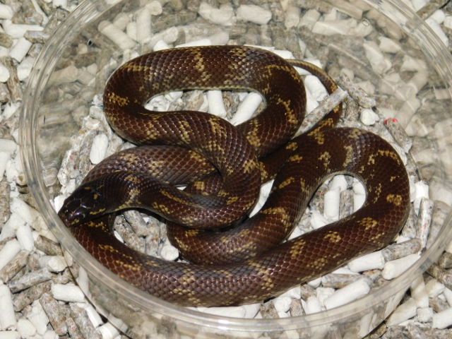 Mud King Male (2).JPG