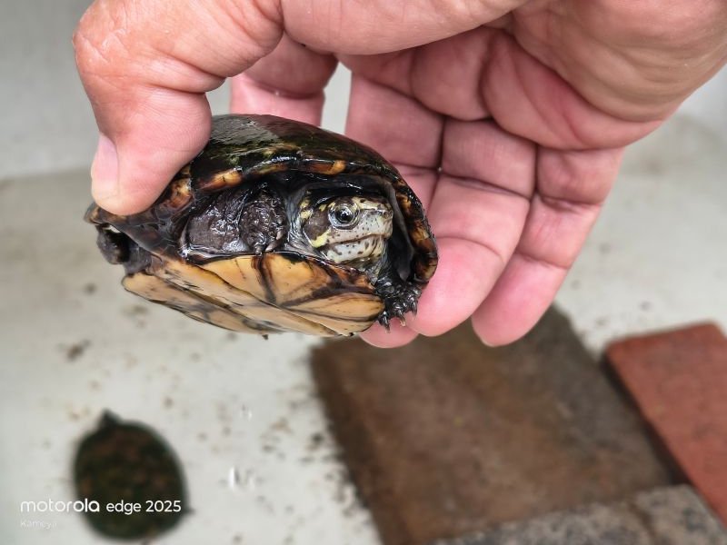mud turtle 01.jpg