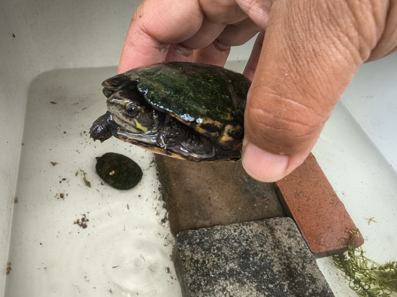 mud turtle 02.jpg