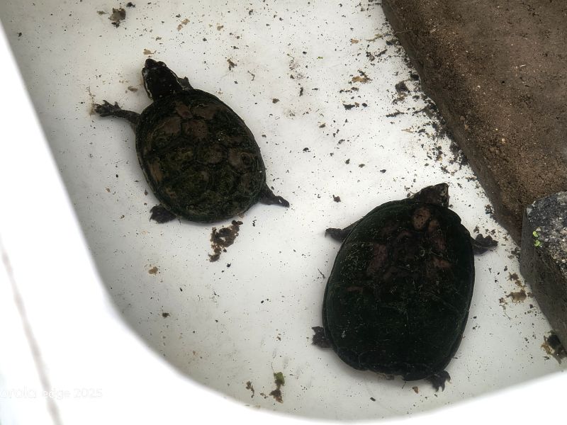 mud turtle 03.jpg