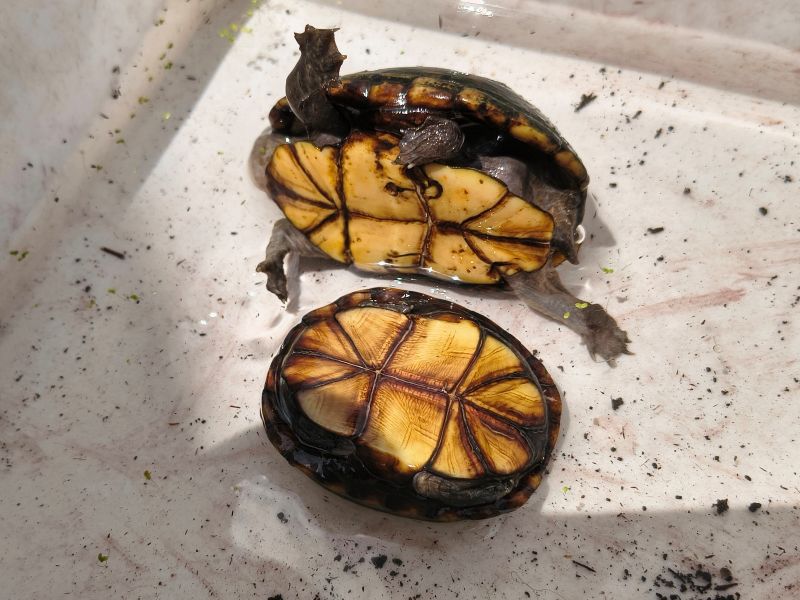 mud turtle 04.jpg