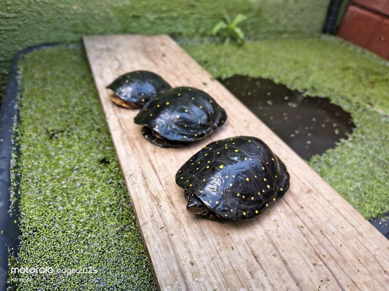 NA Turtle 02.jpg