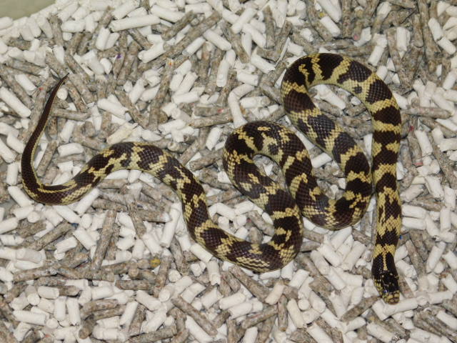 Orange County CA. King Female (1).JPG