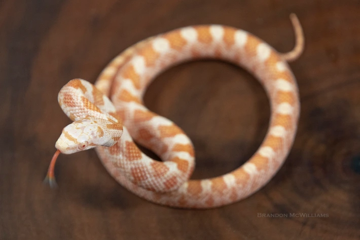 orange_baby.png
