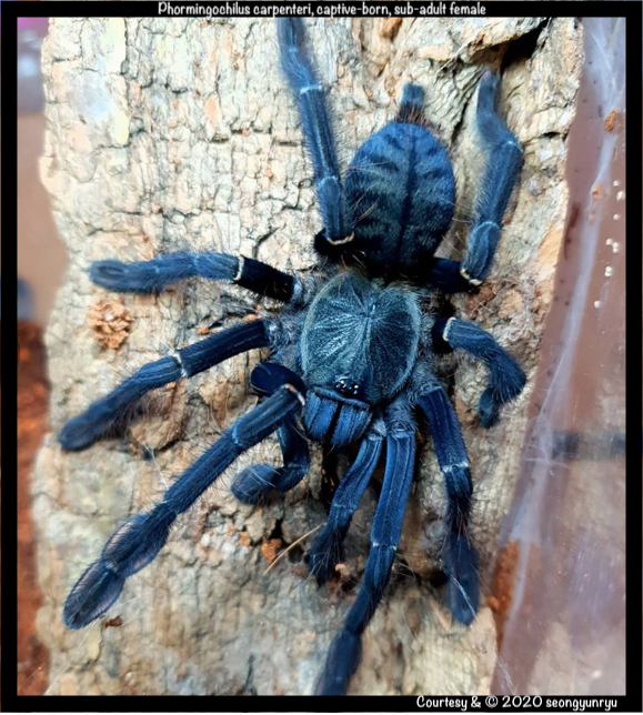 P.carpenteri(f)SA1.png