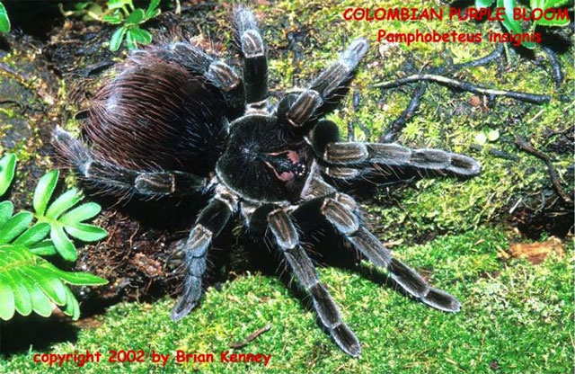 P.insignis{bk}.jpg