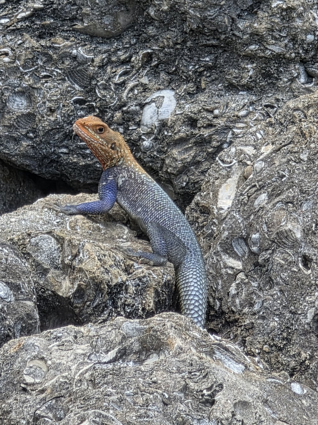 Peters rock agama male 01_sm.jpg