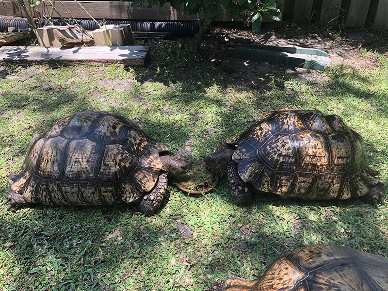 pp-female-pair.jpg