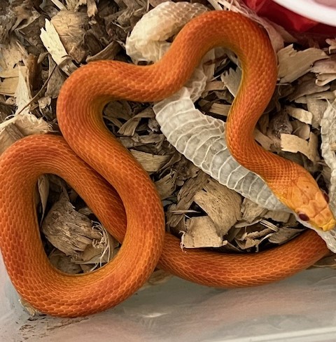 RC Striped Lava Sunkissed F1.jpg