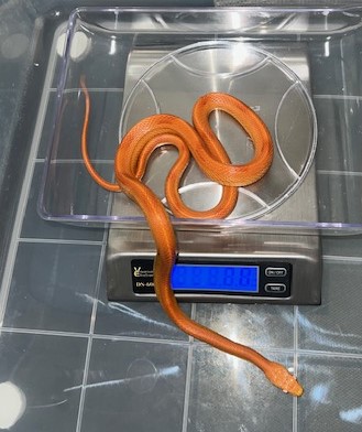 RC Striped Lava Sunkissed M2.jpg