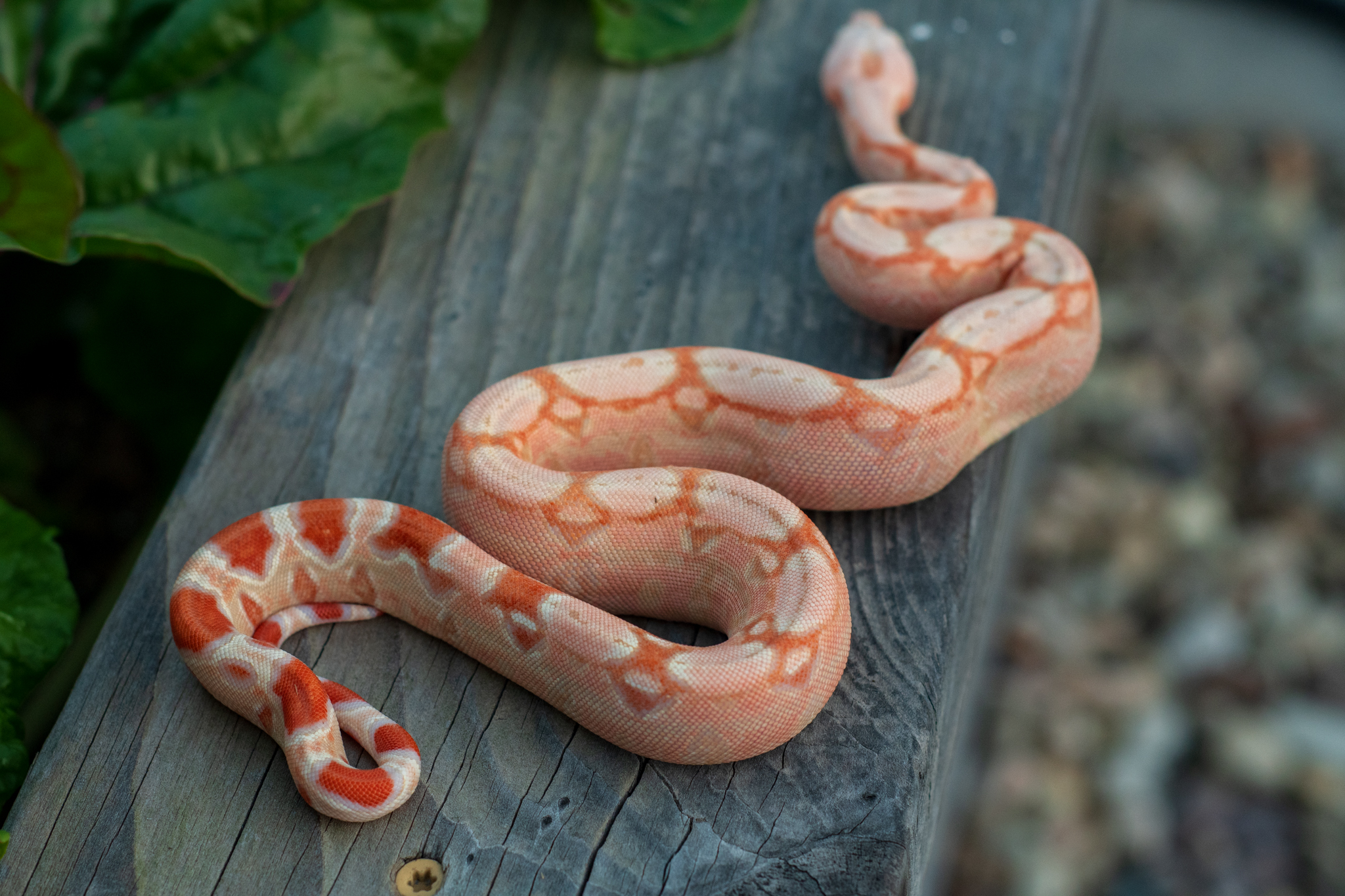 RCCoralFreakshows-3.jpg
