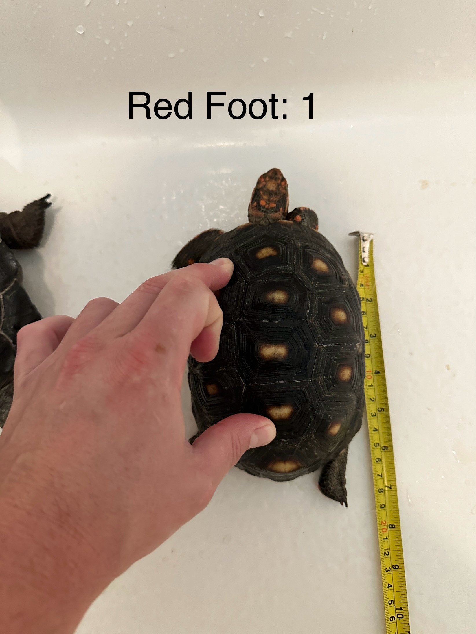Red Foot 1a.jpg