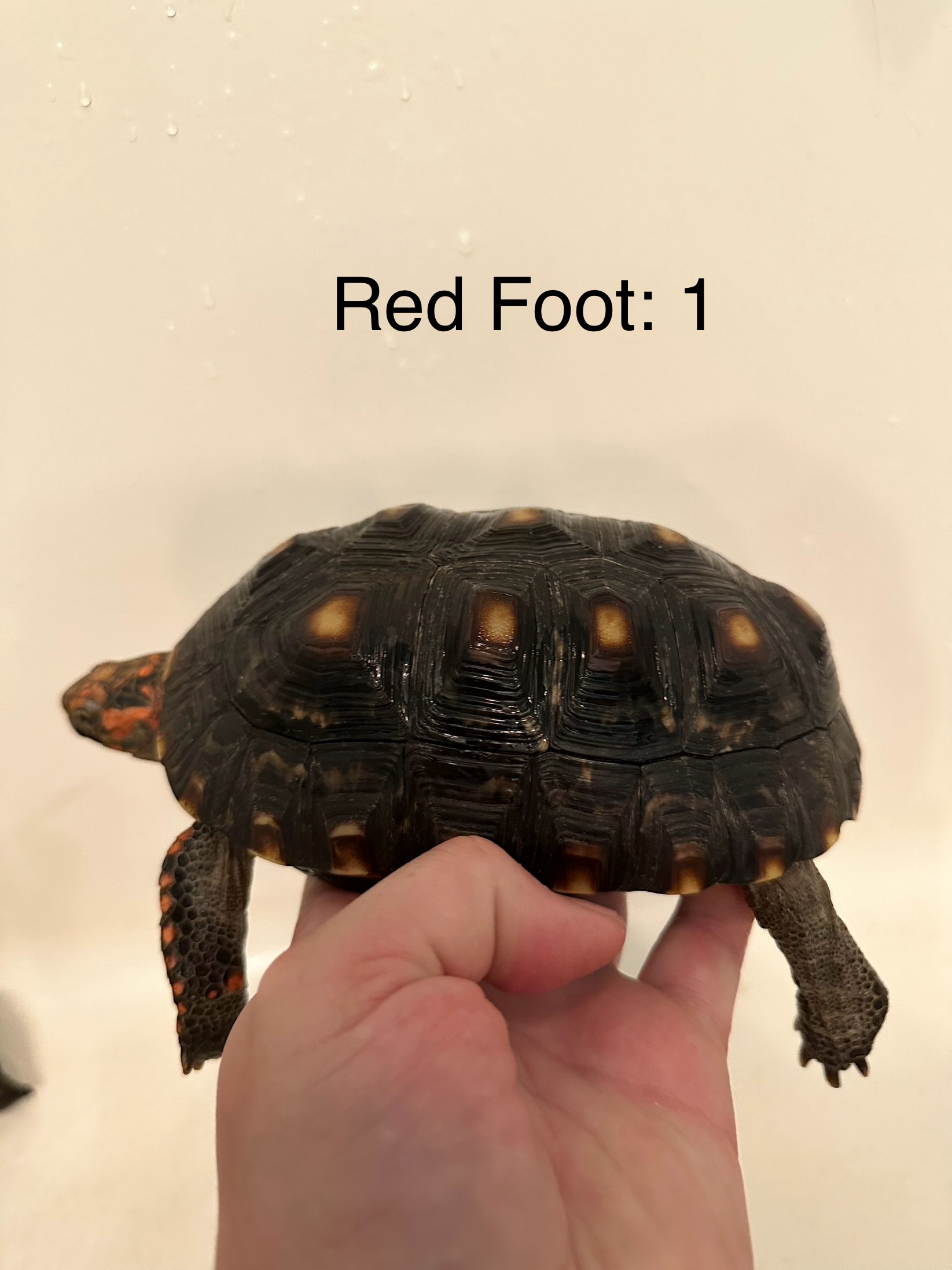 Red Foot 1b.jpg