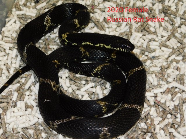 Russian Rat 2020 Female (2).JPG