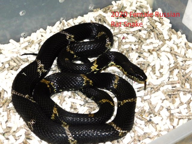 Russian Rat 2020 Female (4).JPG