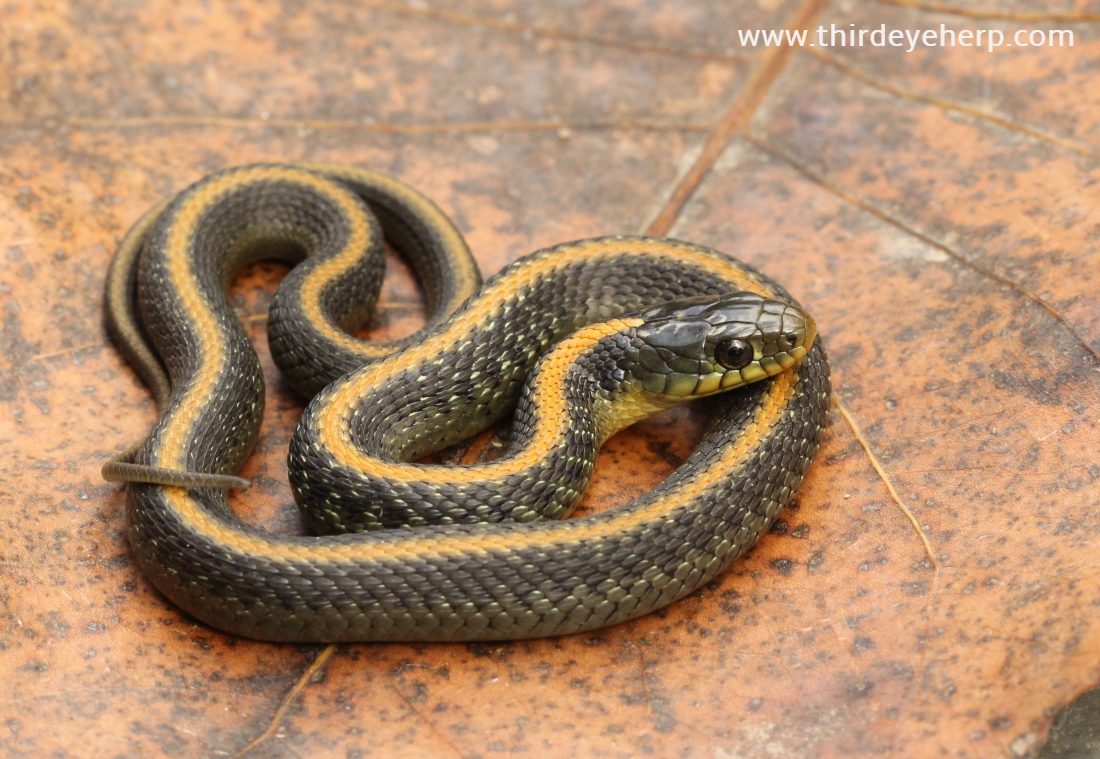 Santa Cruz Garter Snake_5808 (1).jpg