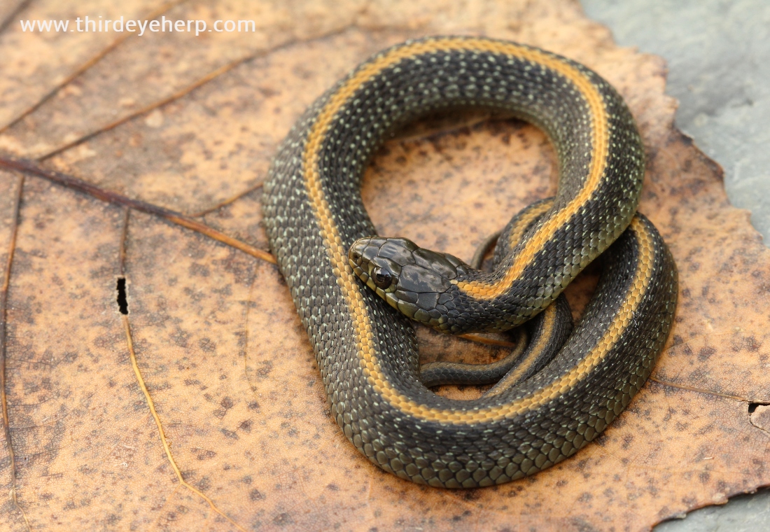 Santa Cruz Garter Snake_5812.jpg