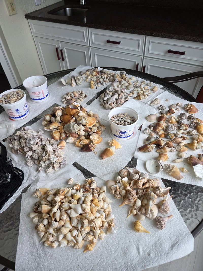 shells sanibel 2026 01.jpg