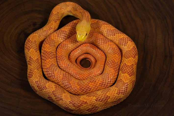 Sire.png
