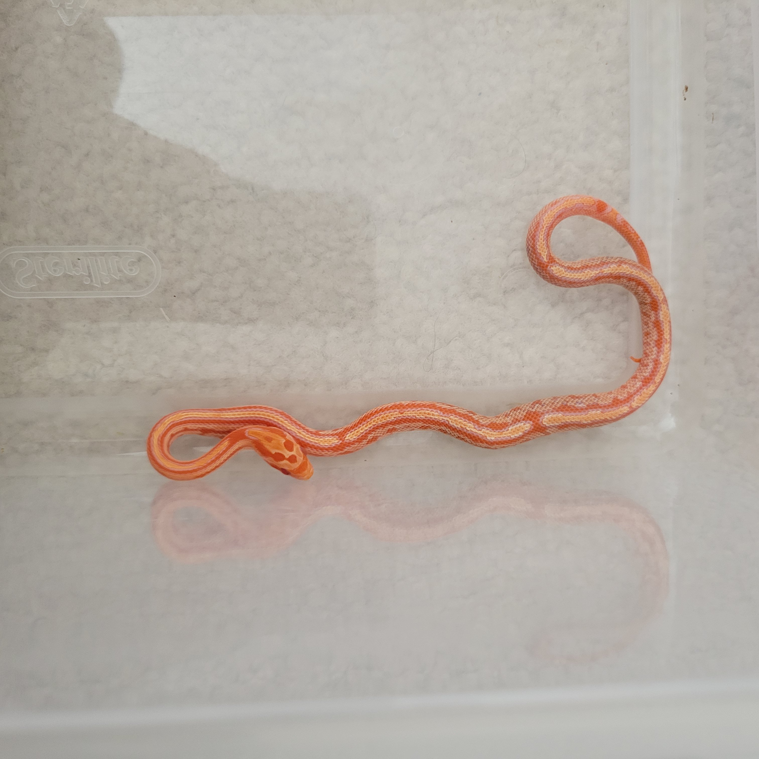 snake 23.jpg