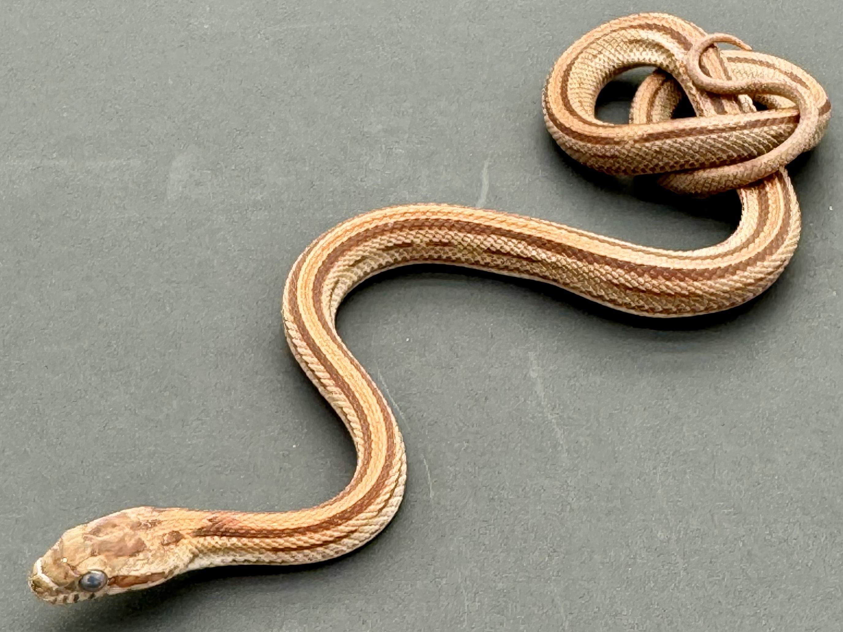 Striped 1.jpg