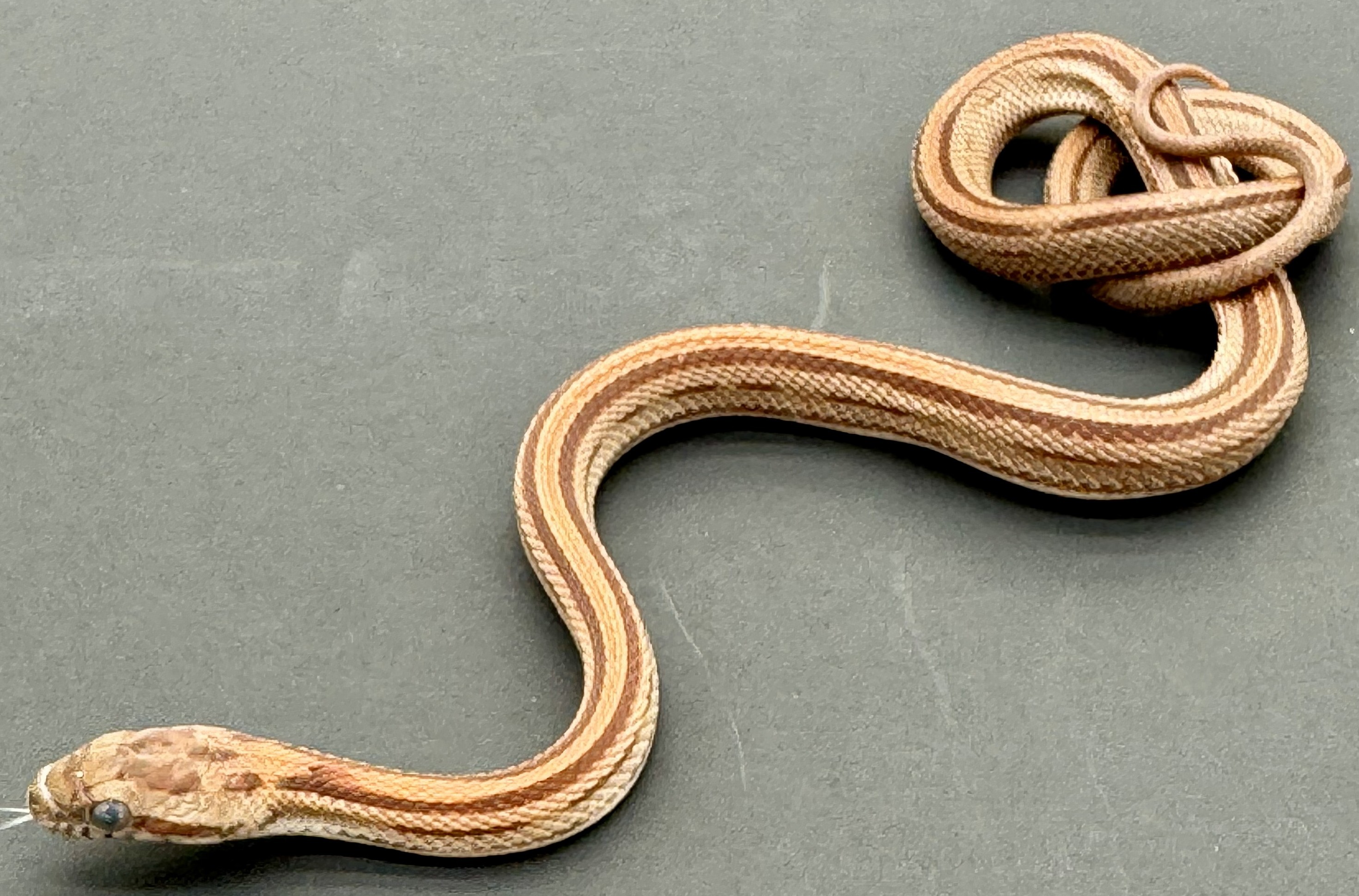 Striped 2.jpg