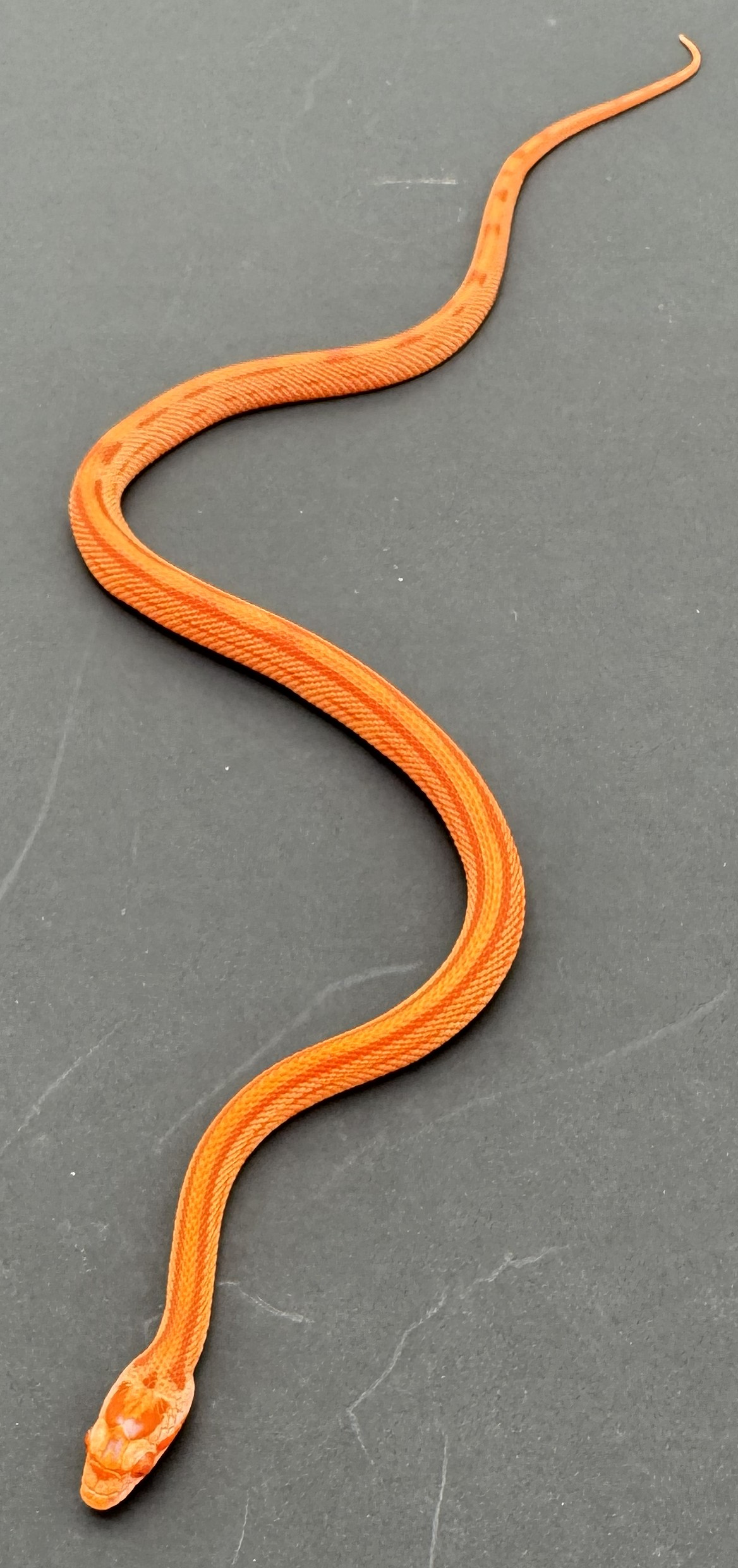 Striped Amel Het Scaleless Motley.jpg