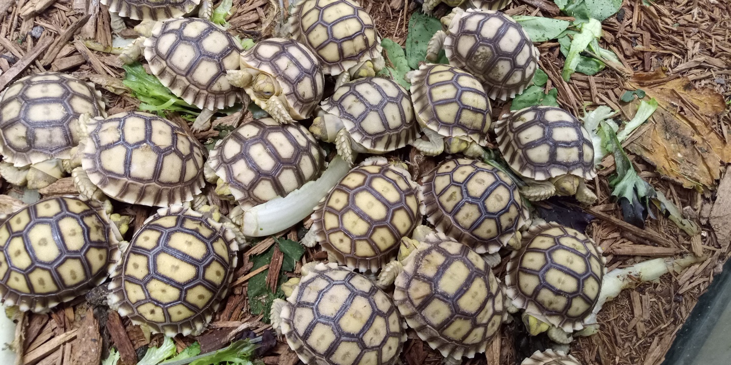 sulcata1 (1).jpg