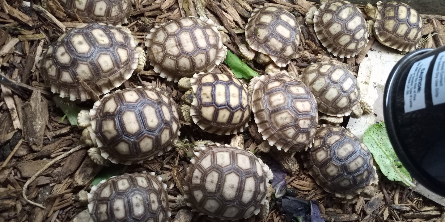 sulcata2.jpg