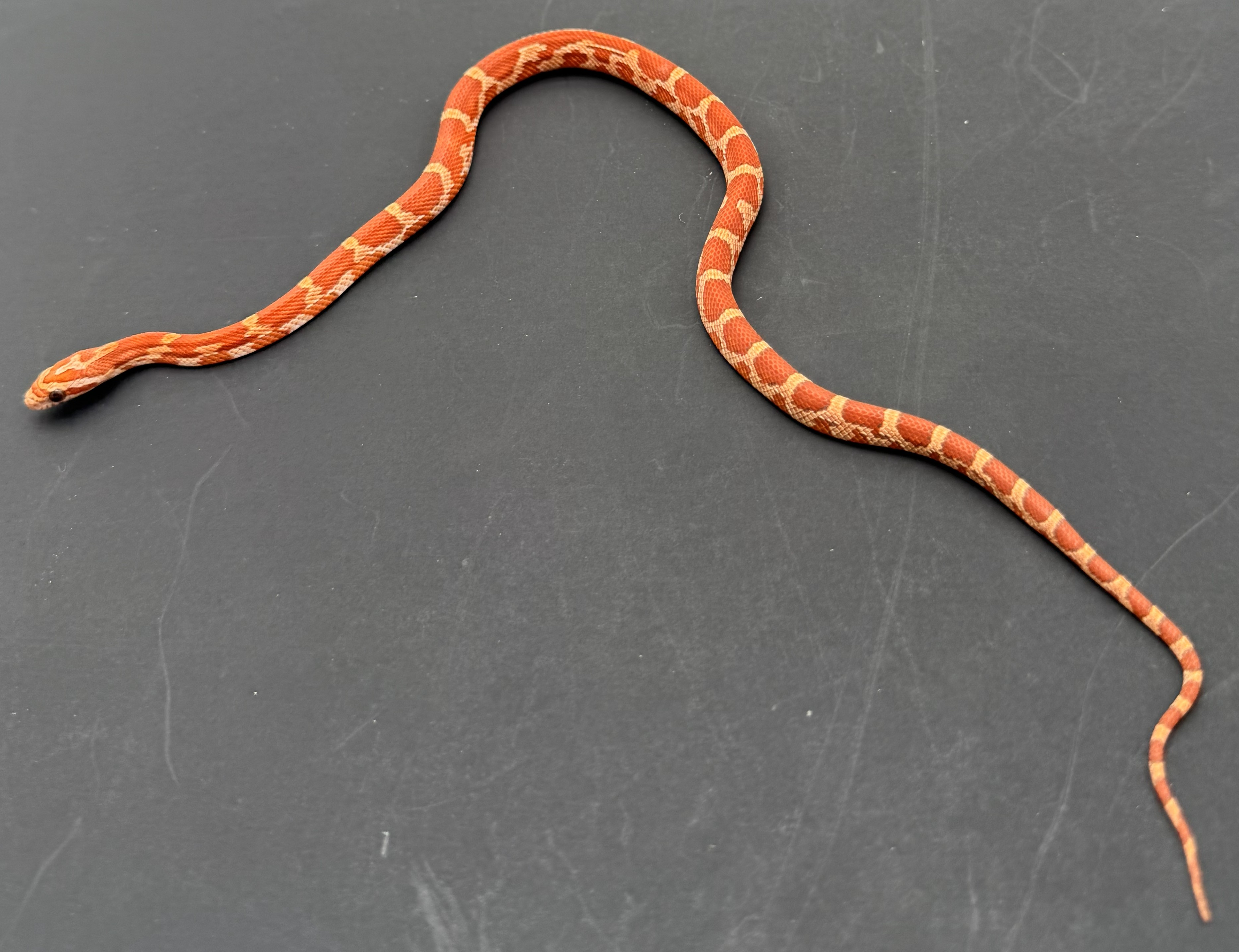 Sunkissed Het Hypo Motley.jpg