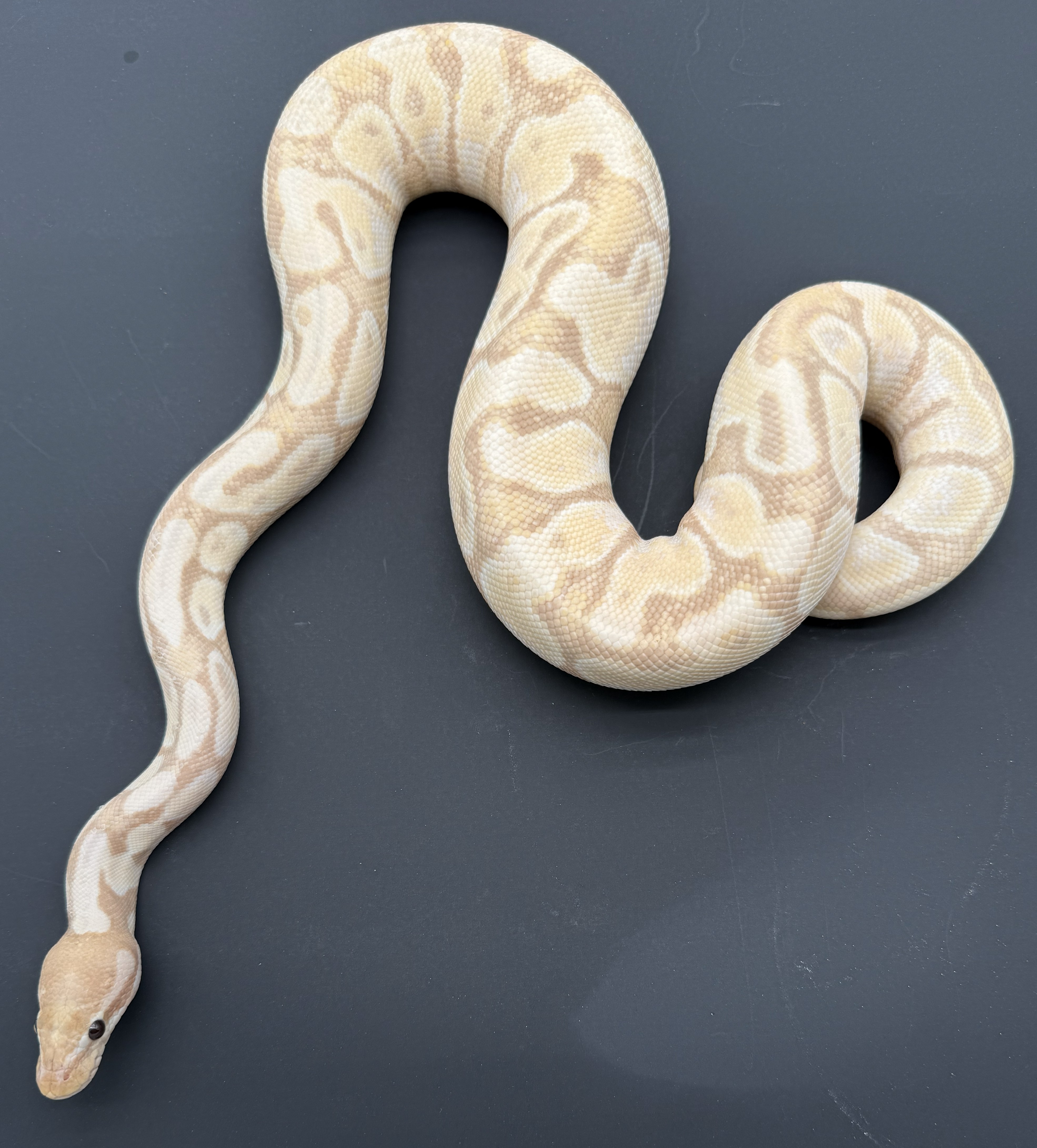 Super Banana Ball 2.jpg