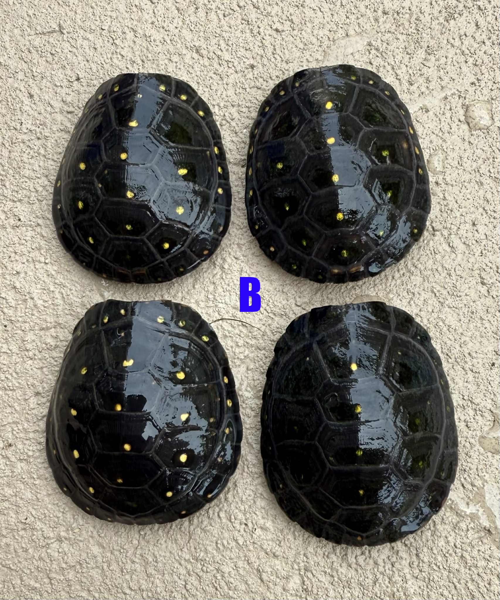 SYearling Spotteds copy.jpg