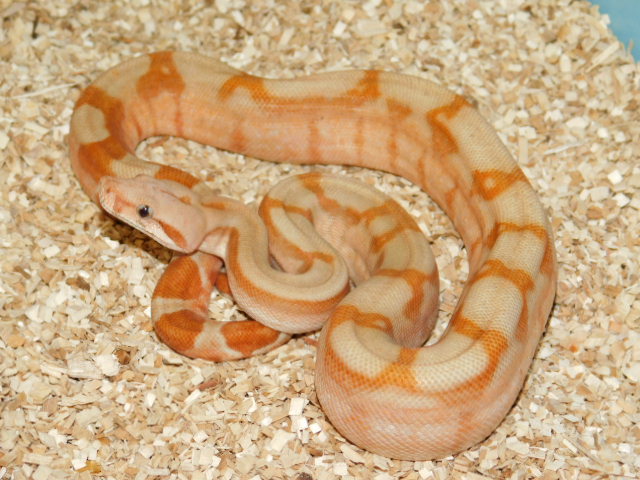T Positive Fire Male #6 (1).JPG