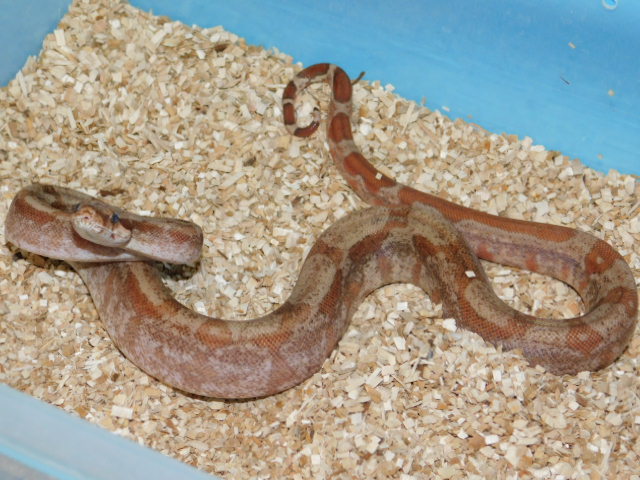 T Positive IMG Fire Male #7 (1).JPG