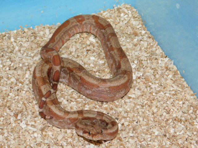 T Positive IMG Fire Male #7 (2).JPG