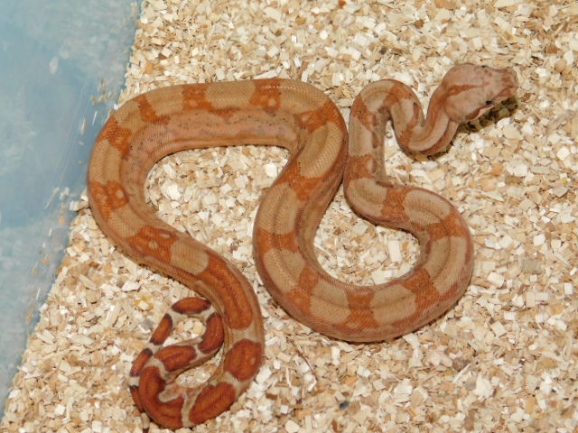 T Positive IMG Hypo Female #4 (4).JPG