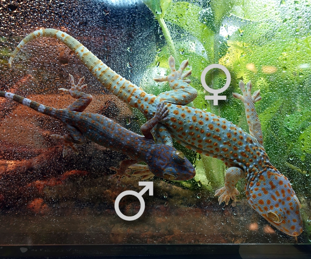 tokatpair1022rcrop1f.jpg