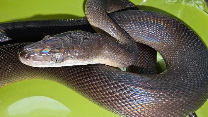 waterpython23wpbw01Male.jpeg