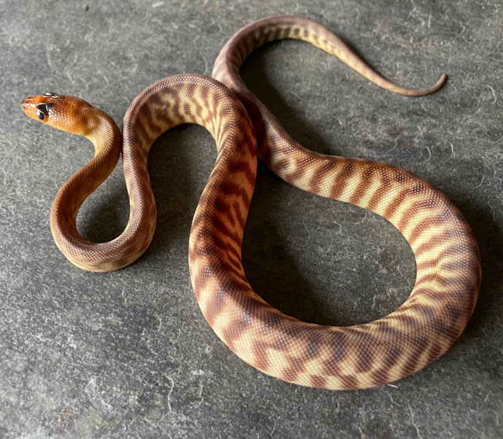 WOMA15M01 092324.JPG