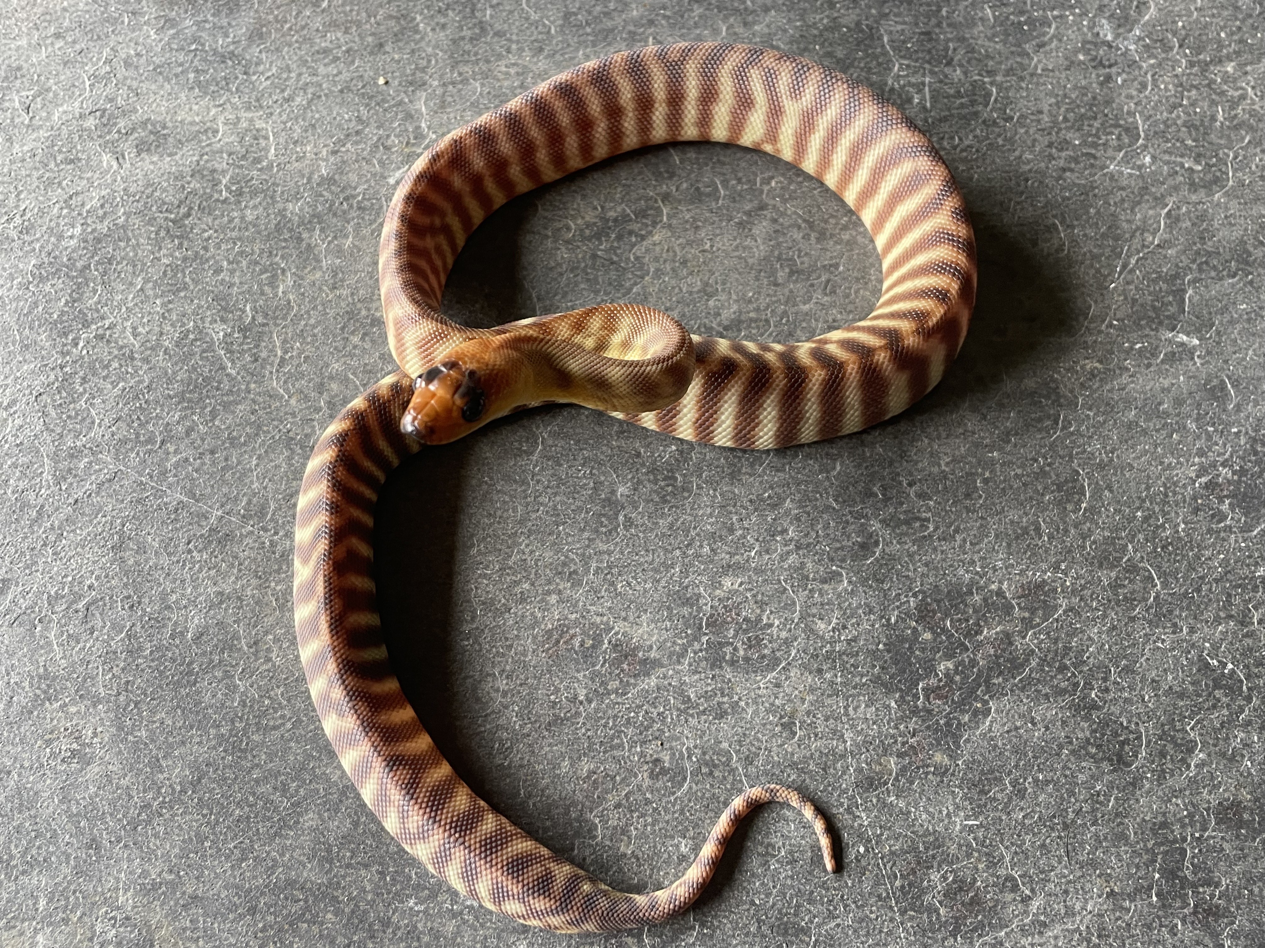 woma15m03 pic2.jpeg