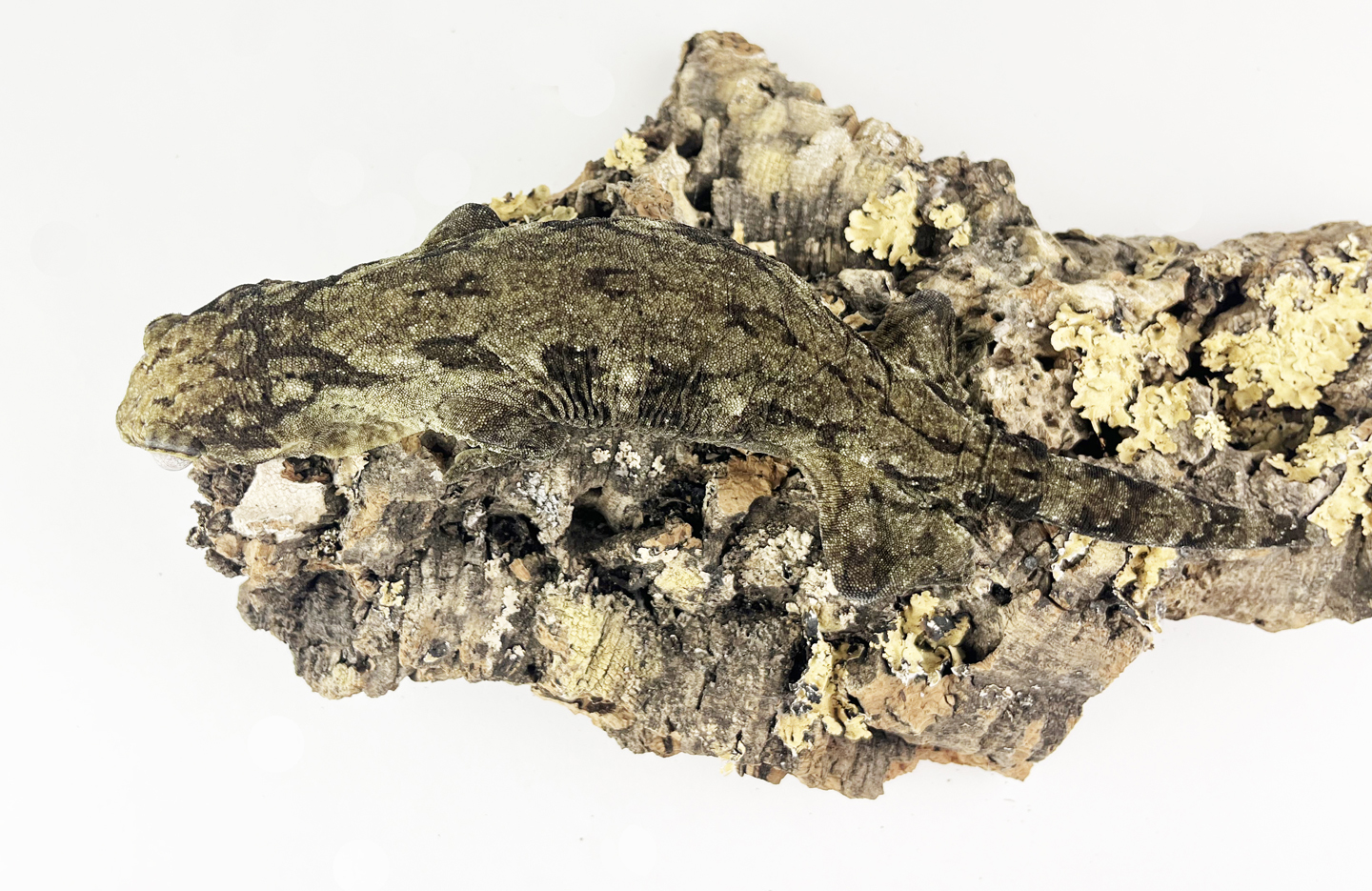 YATE-2.2-72.jpg