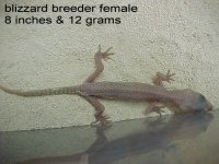 breeder female 8 inches & 12 gm.jpg