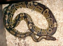 ball python2.jpg
