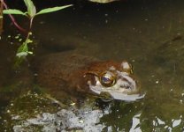 frog.JPG