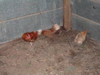 Chicks1.jpg