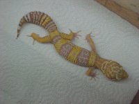 tremper albino male #1.jpg