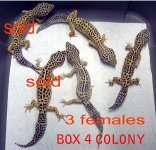 geckoaddpics.jpg