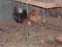 Chicks.jpg